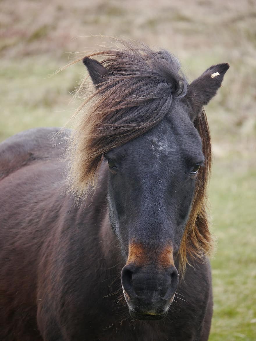 घोड़ा, टट्टू, घोड़े का, Dartmoor, राष्ट्रीय, पार्क, भूरा, खेत, बिना बधिया किया घोड़ा, पशु का सिर, घोड़ी
