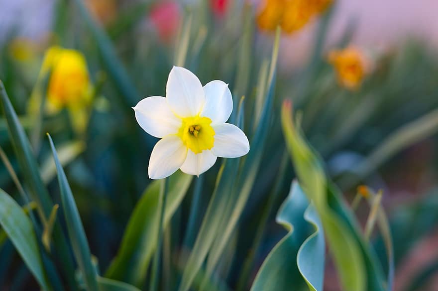 bloem, witte bloem, tuin-, bloesem, de lente, fabriek, detailopname, zomer, bloemhoofd, groene kleur, lente