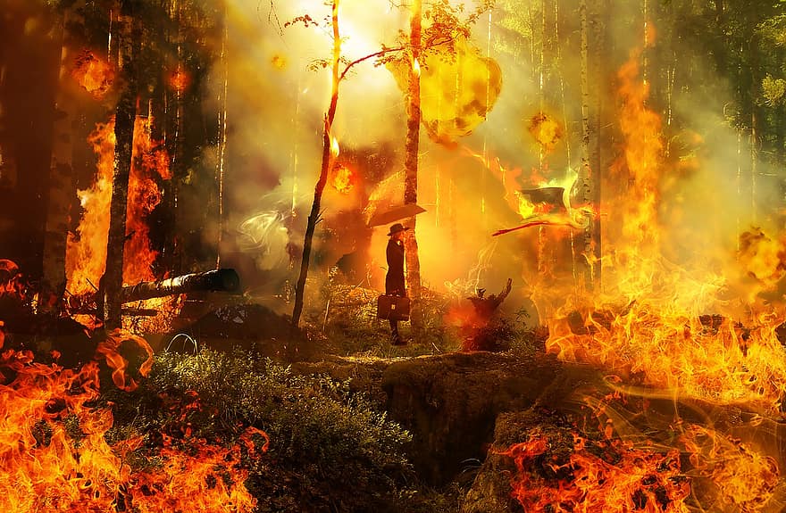 las, ogień, kobieta, Natura, płomienie, ciepło, apokalipsa, pożar lasu, palenie, drzewa