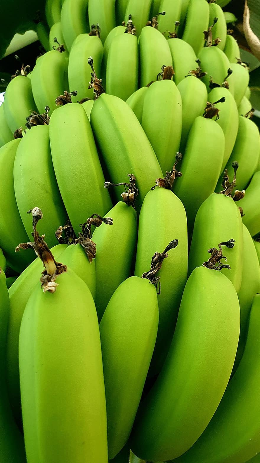 banana, fruta, cru, orgânico, colheita