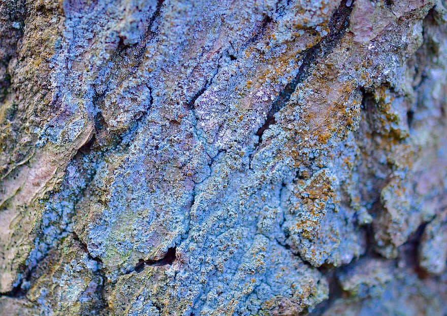 lichen, mose, stamme, bark, nærbilde, bakgrunn, stein, mønster, makro, ujevn, abstrakt