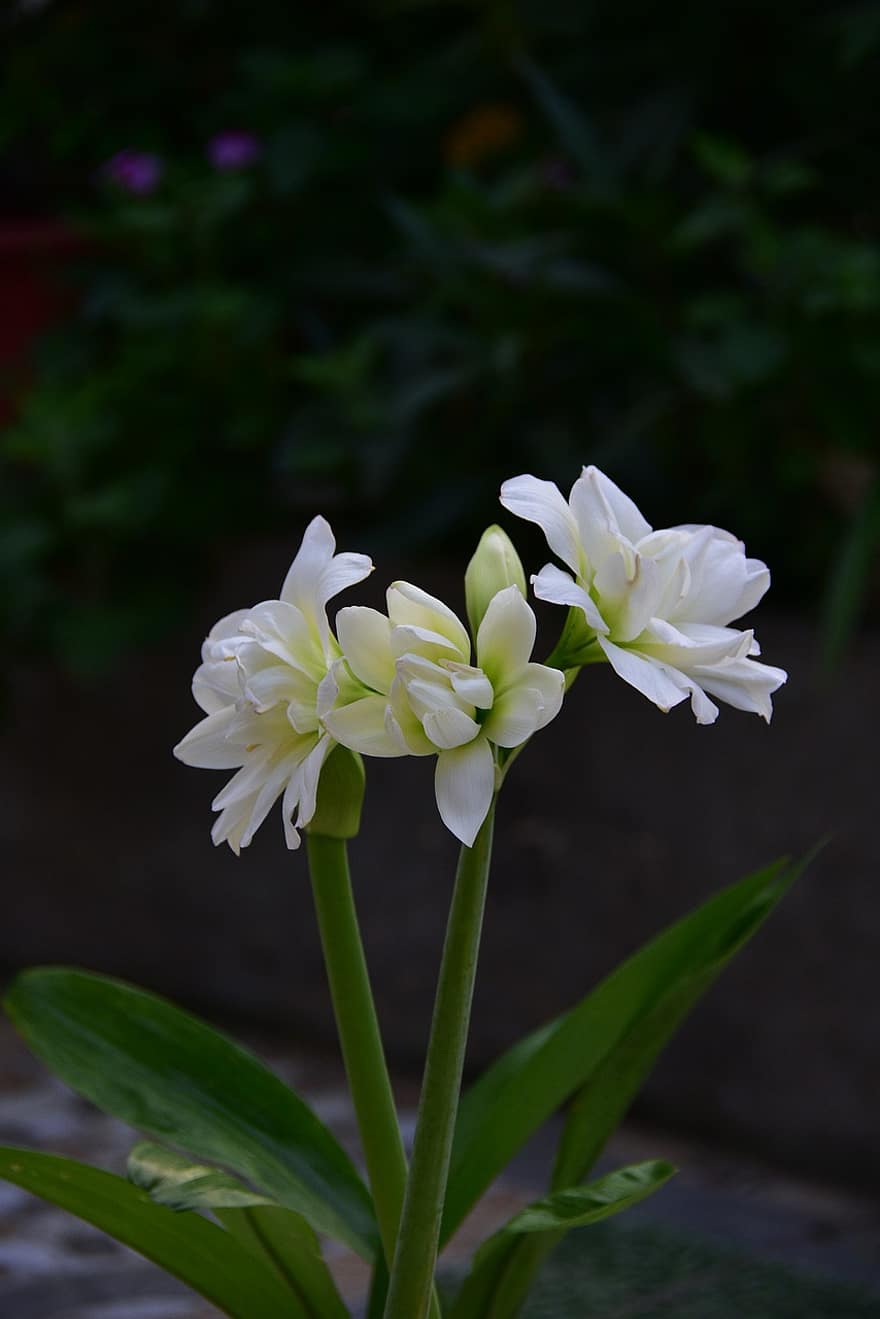 Liljekonvalj, vit, blomma, trevlig