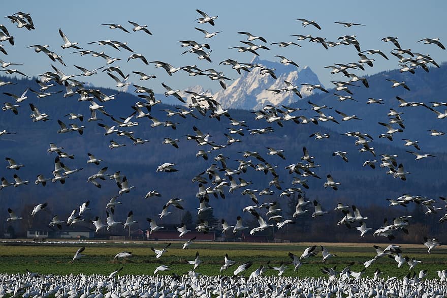 gęsi śnieżne, ptaki, latający, lot, migracja, migrujące ptaki, ptactwo wodne, ptaki wodne, Zwierząt, dzikie ptaki, dzikiej przyrody