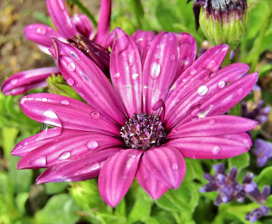 ungu, bunga aster, bunga-bunga, aster afrika, aster, mekar, berkembang, merapatkan, lavender, Tanaman Osteospermum, osteospermum