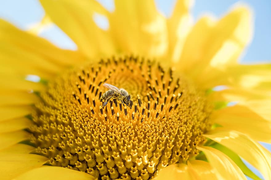 соняшник, бджола, запилюють, пилок, запилення, насіння, перетинчастокрилі, комаха, квітка, цвітіння, жовтий