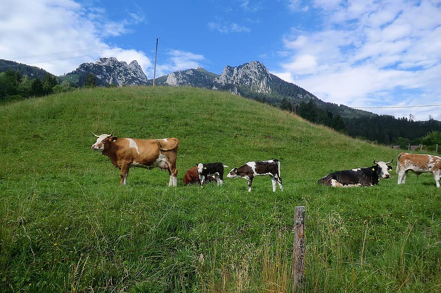 Cow, Cattle, Pasture, Alps, Graze, Mammal, Nature, Landscape, Grass, Meadow, Austria