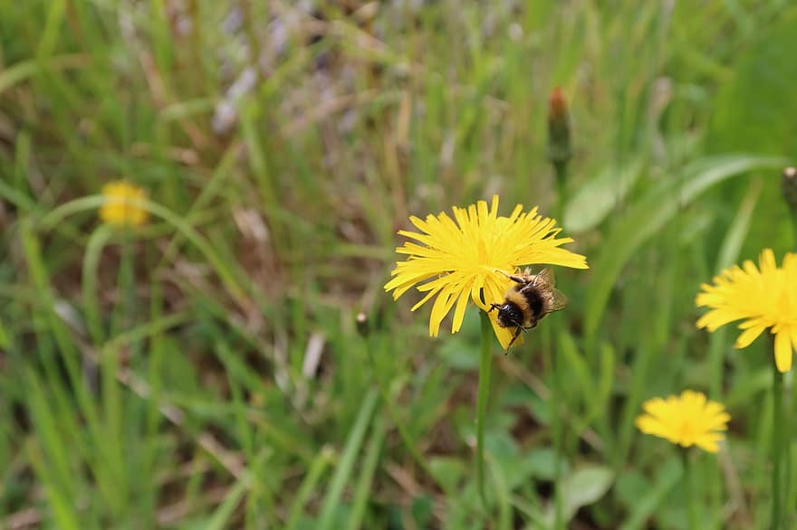 μέλισσα, έντομο, λουλούδι, πικραλίδα, φυτό, κίτρινο άνθος, φύση, κίτρινος, καλοκαίρι, πράσινο χρώμα, γκρο πλαν