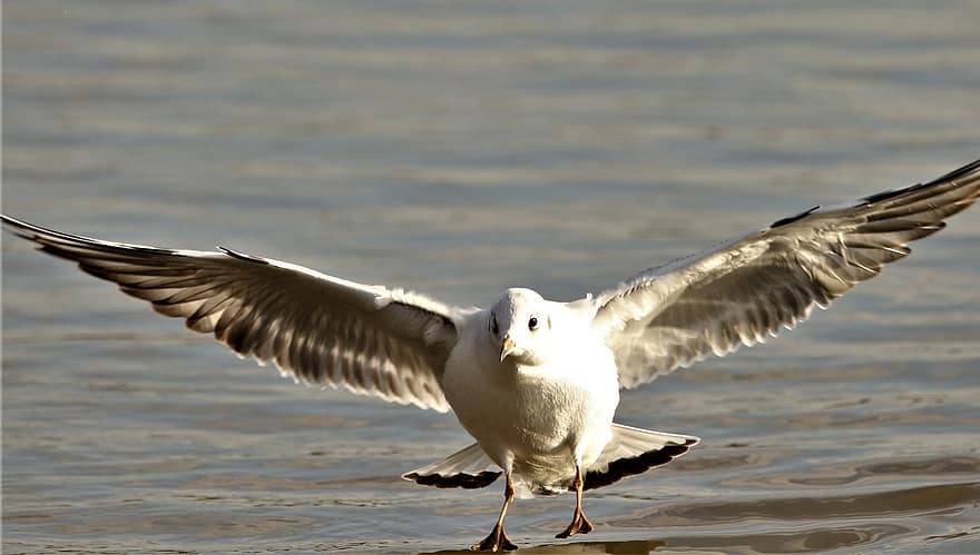 Seagull, Bird, Gull, Wings, Flying, Plumage, Wildlife, Nature, Flight, Movement, Water Bird