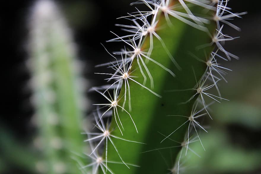 kaktus, kolczaste rośliny, roślina