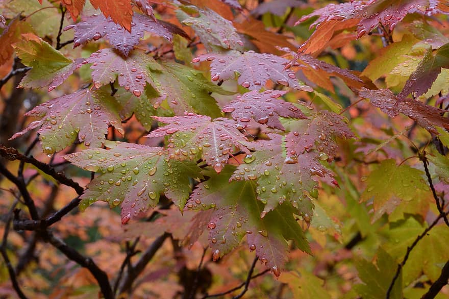 ruduo, lapai, pobūdį, rudenį, medis, spalvinga, klevo, Spalio mėn, sezoną, lapija, miškas