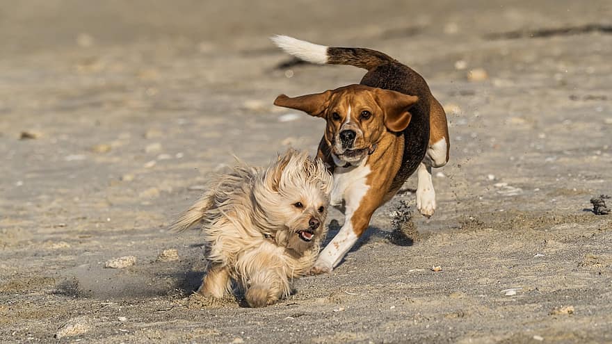 Hund, Eckzahn, Sand, Spiel, Strand, Haustiere, süß, Hündchen, reinrassiger Hund, Freundschaft, klein