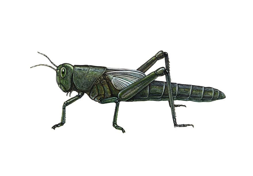 Green, Grasshopper, Insect, Painting, Drawing, Nature, Drawings, Art, Fine Art, Painted, Handdrawn