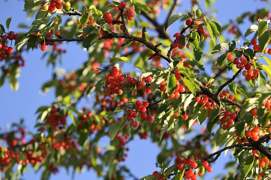 punaiset kirsikat, haara, puu, hedelmä, punainen, herkullinen, maukas, puun lehti, lähikuva, kasvi, kesä