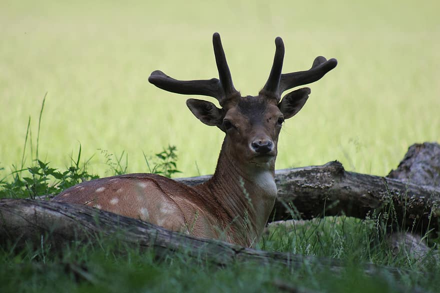 Fallow Deer, Bock, Antler, Meadow, Mammal, Grass
