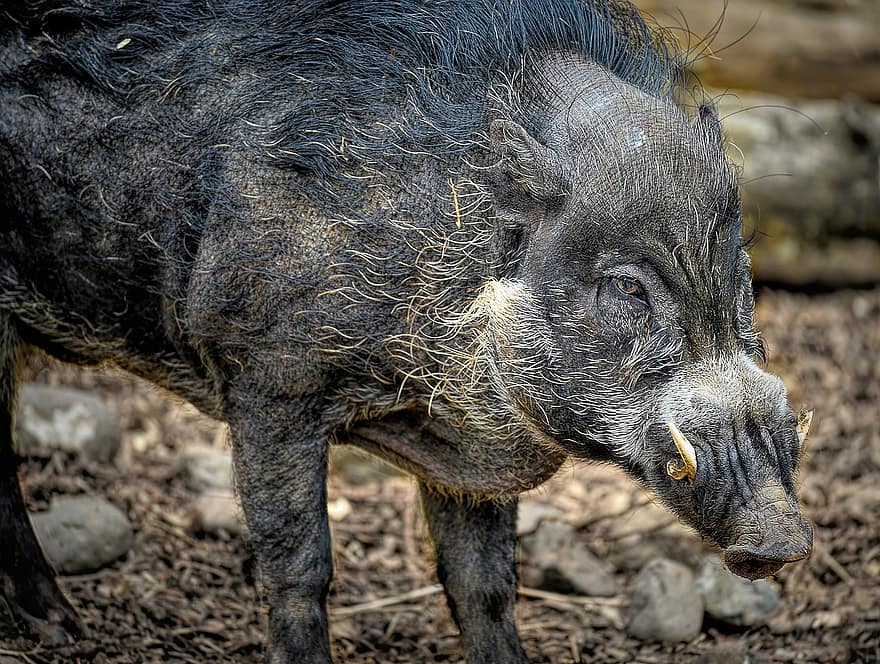 Visayan Warty Pig ، الخنزير البري ، خنزير ، حيوان ، الحيوان الثديي ، الحيوانات البرية ، حديقة حيوان