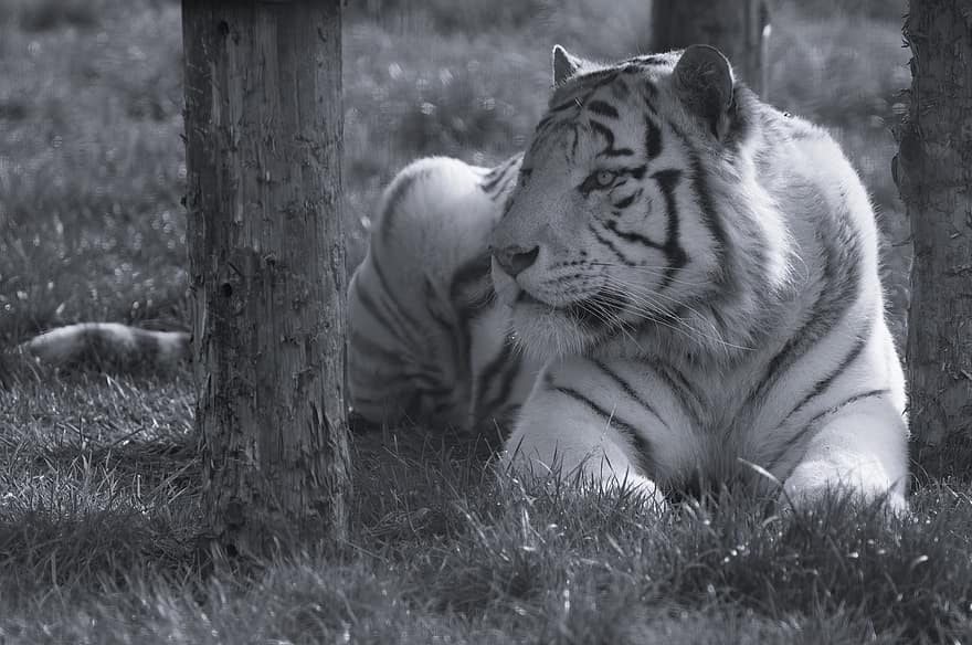 белый тигр, тигр, беленый тигр, монохромный