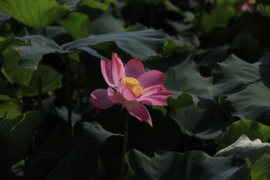 lotus, blomst, lyserød blomst, lotus blade, regndråber, vanddråber, Lotus blomst, flor, blomstre, kronblade, pink kronblade