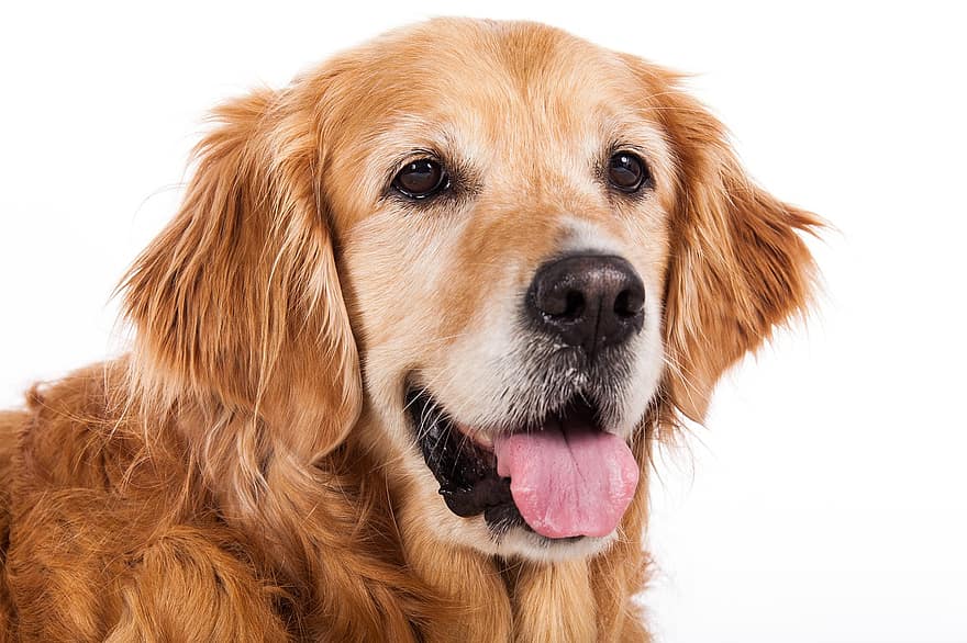 Golden Retriever, Dogs, Animal, Pet, Charming, Animal Portrait