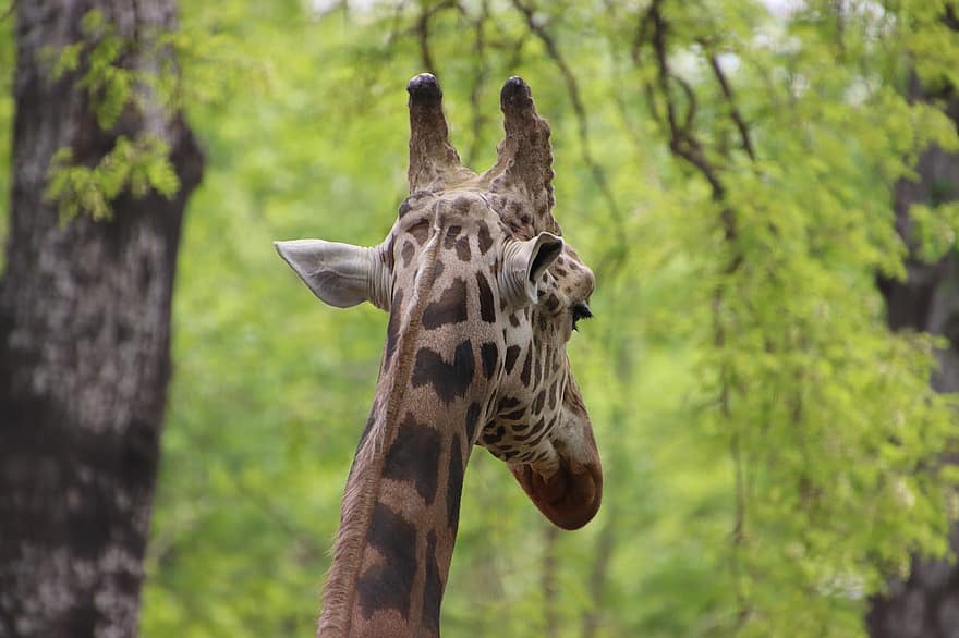 animal, girafa, mamífer, giraffidae, Giraffa Camelopardalls, fauna