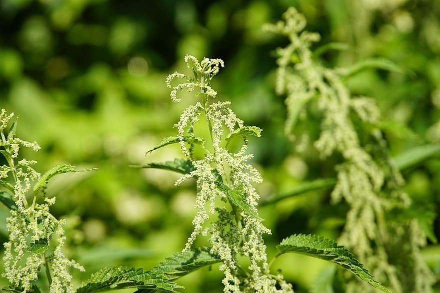Nettle, Urtica, Plant, Weed, Nature, Flowers, Green, Summer