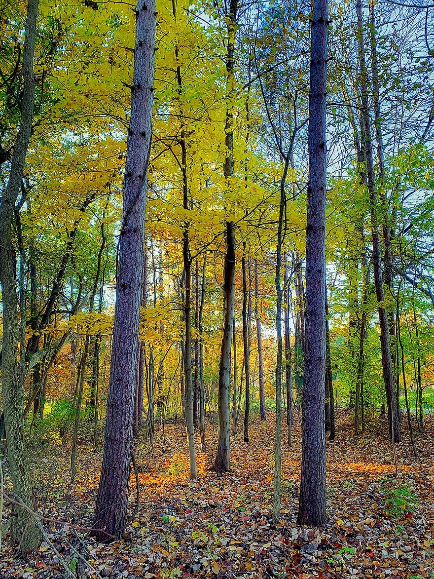 дървета, гори, гора, парк, шума, природа, есенна сцена, падане, падащи пейзажи, сушени листа, есенни листа