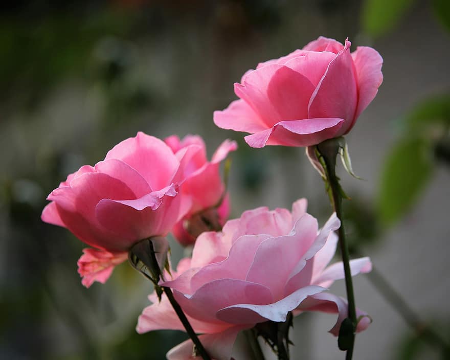 Papillon roser, rosa roser, flor, lyserøde blomster, pink kronblade, blomst, blomstre, flora, botanik, blomsterdyrkning, havebrug