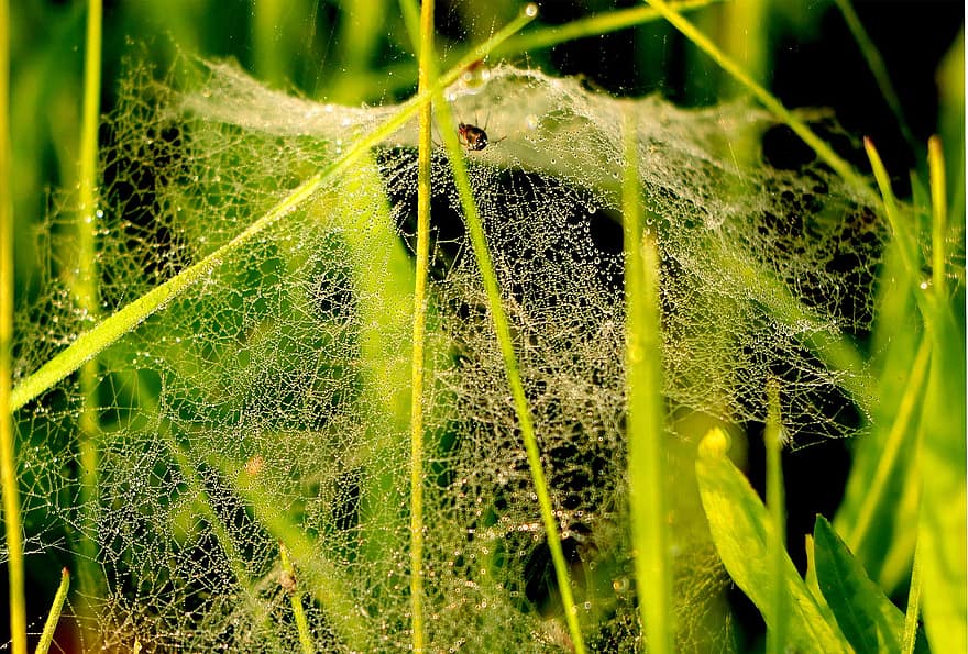 spinnenweb, gras, dauw, ochtenddauw, spinnenwebben, spin, spinachtige, fabriek, nat, dauwdruppels, regendruppels