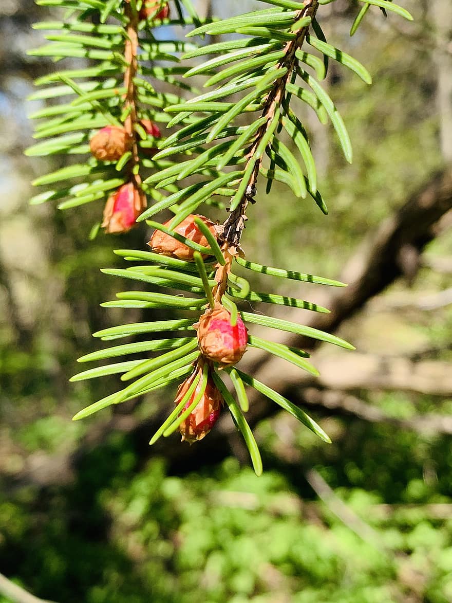 Pine Cone, Buds, Needles, Branch, Leaves, Conifer Cone, Conifer, Evergreen, Tree, Plant, Spring