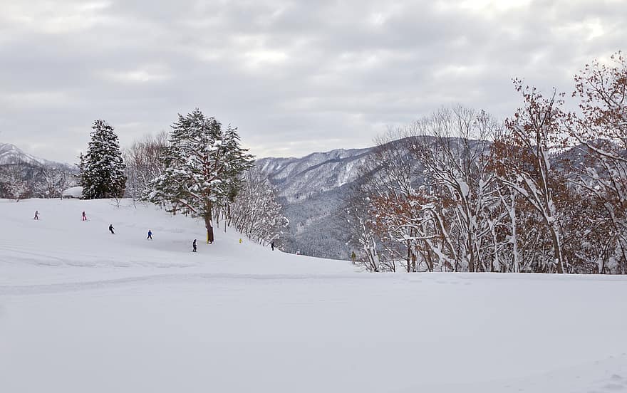 Nature, Winter, Season, Outdoors, Trees, Ski, Slopes, Mountains, Snow