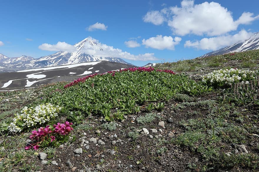 Bunga Rhododendron, gunung berapi, gunung, kamchatka, tinggi, kaki, berkembang, musim panas
