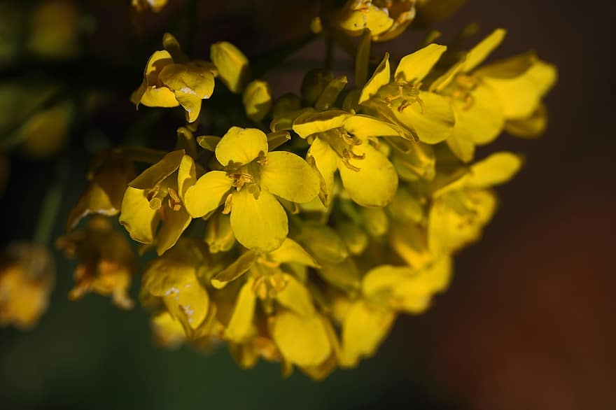 las flores, Flores amarillas, Flores de col china, Huerta, naturaleza