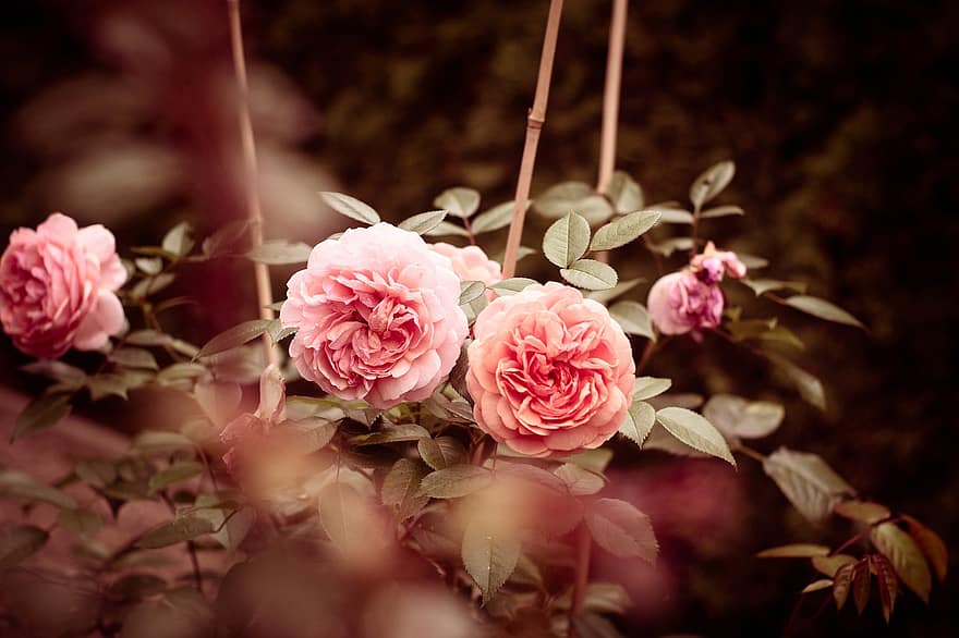 roos, bloem, rose bloei, romantisch, schoonheid, bloeien, roze, bloesem, liefde, natuur, verjaardag