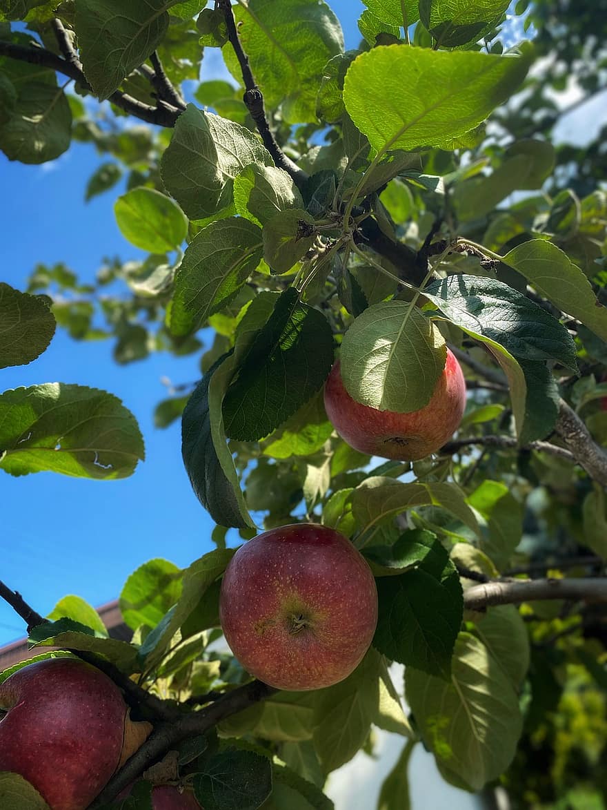 яблоко, фрукты, сад, летом