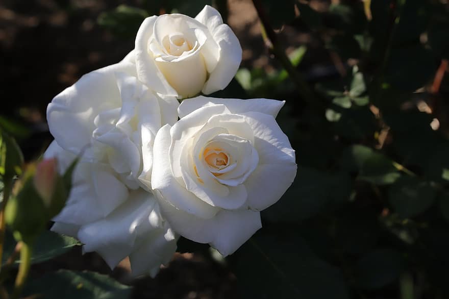 mawar, bunga-bunga, musim semi, menanam, mawar putih, bunga putih, berkembang, bunga musim semi, taman, alam, merapatkan