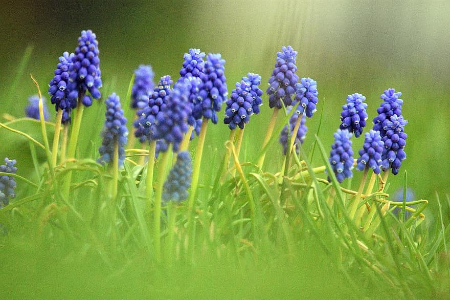 květiny, jaro, Příroda, modrý, flóra, rostlina, detailní, makro, okvětních lístků, tráva, zahrada