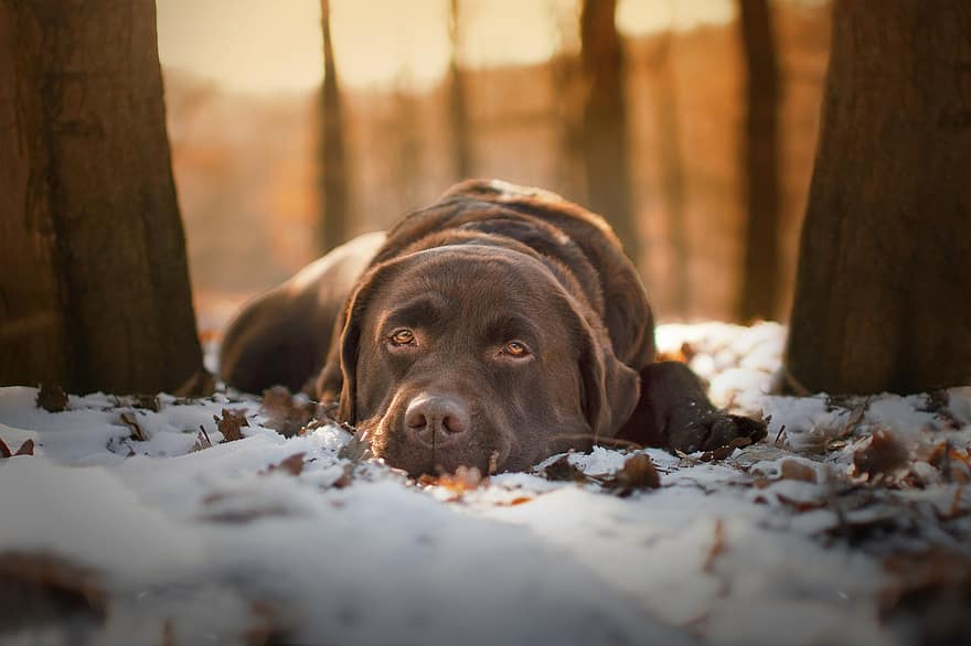 hund, canine, labrador, kjæledyr, snø, hvile, innenlands, labrador retriever, sjokolade labrador