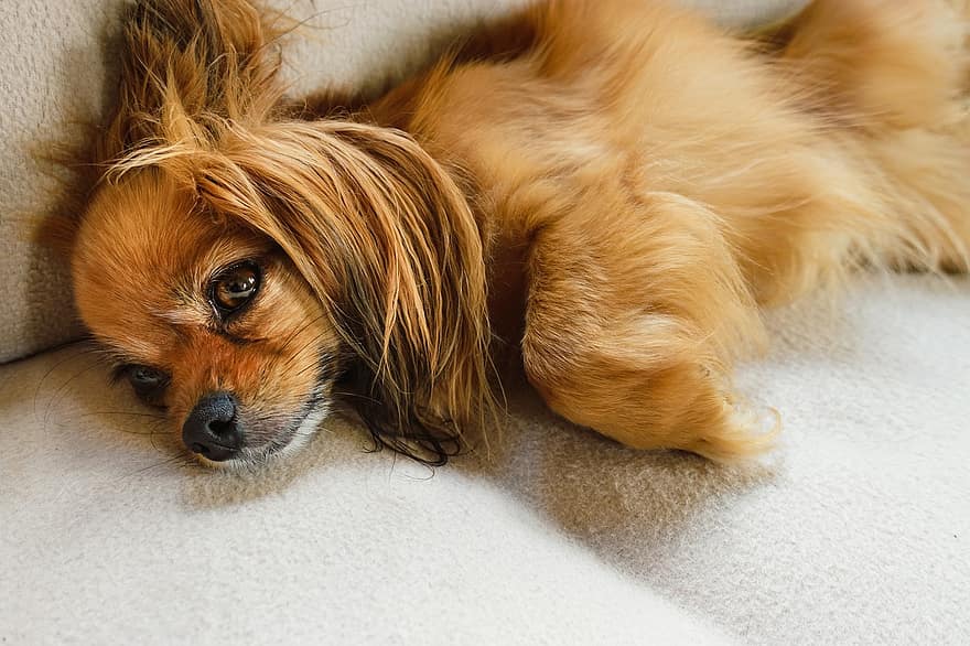 Papillon, Continental Toy Spaniel, Dog, Domestic Animal, Mammal, Small Dog, Canine, Animal, pets, cute, puppy