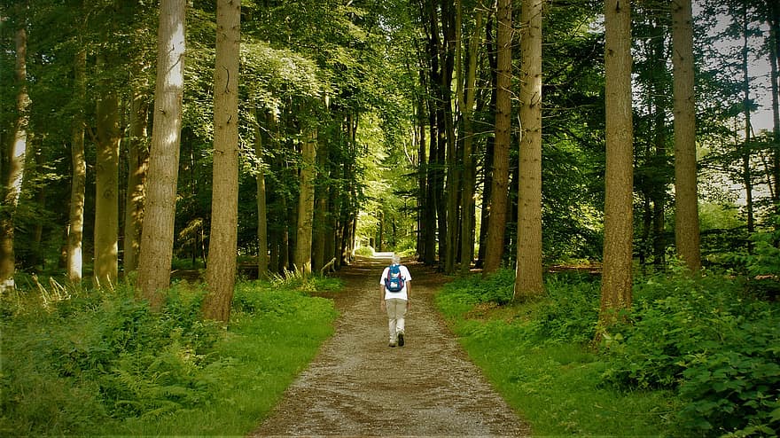 pădure, cale, drumeții, traseu, om batran, senior, vârstnic, mers, drumetii montane, mod de viata, agrement