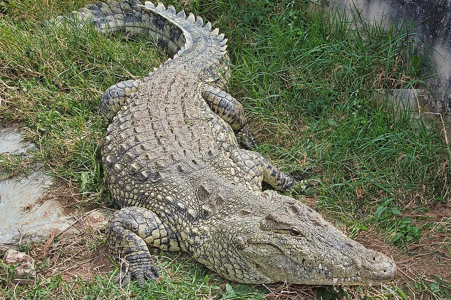 crocodile, reptile, animal, animal sauvage, faune, exotique, écailleux, région sauvage