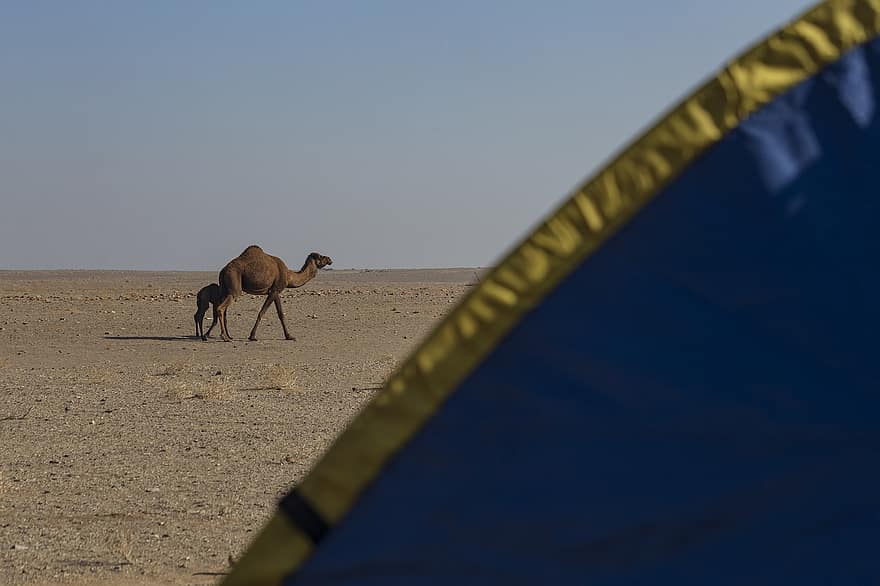 kameler, Maranjab-ørkenen, iran, ørken, turistattraktion, dyr, turisme, rejse, natur