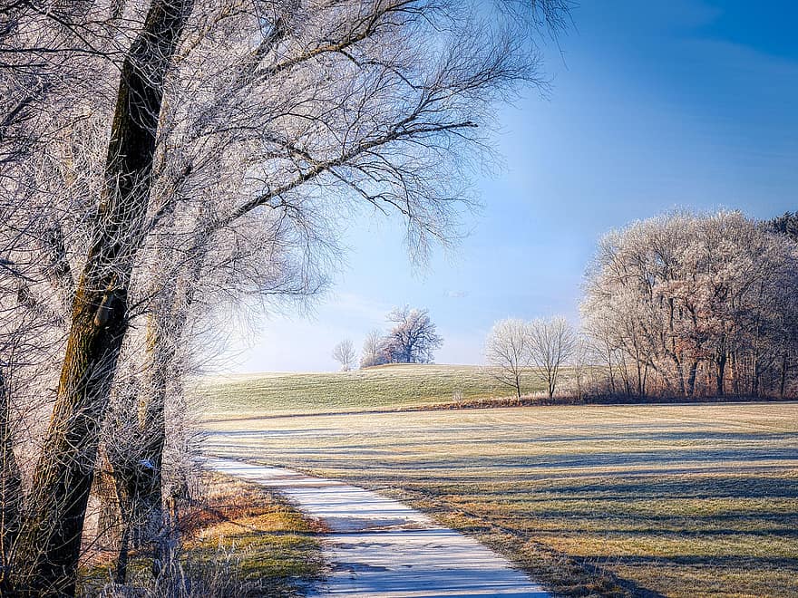 ceļš, koki, ziemā, sala, sniegs, auksts, dusmas, pļava, laukus, ainavu, koks