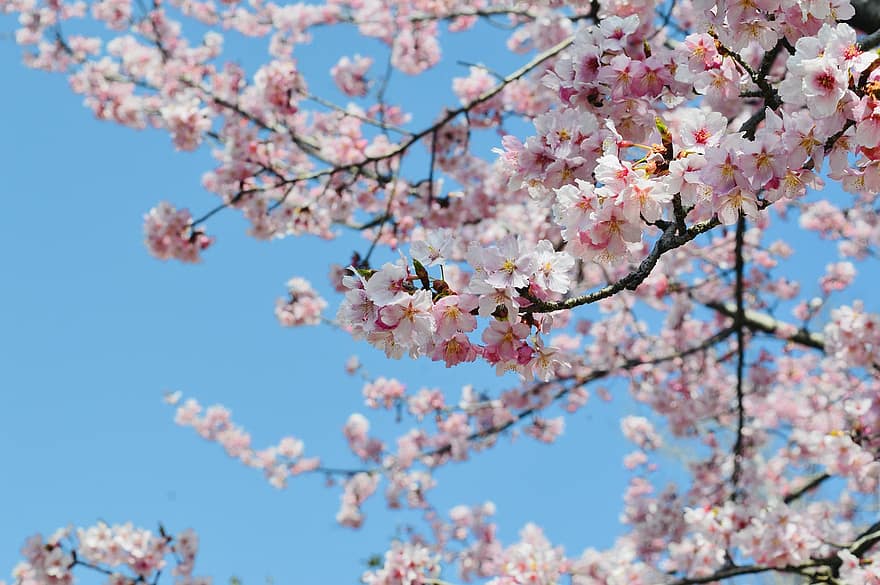 sakura, vyšnių žiedų, rožinės gėlės, pavasaris, Japonija, gėlės, pavasarį, rausvos spalvos, filialas, gėlė, sezoną