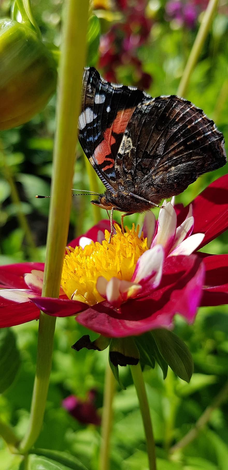 motýl, páv motýl, květ, jiřina, okvětní lístky, hmyz, Příroda, rostlina, zvíře, zahrada, křídlo