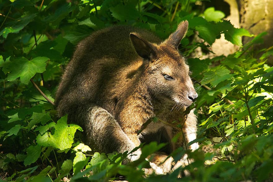 wallaby, thú vật, vườn bách thú, con chuột túi, thú có túi, động vật có vú, động vật hoang dã