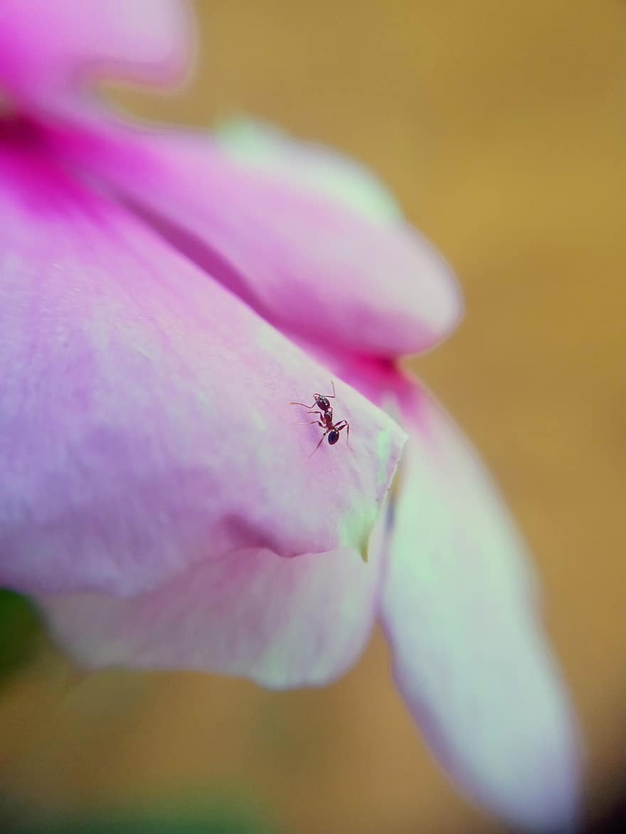 Ant, Petal, Flower, Insect, Flora