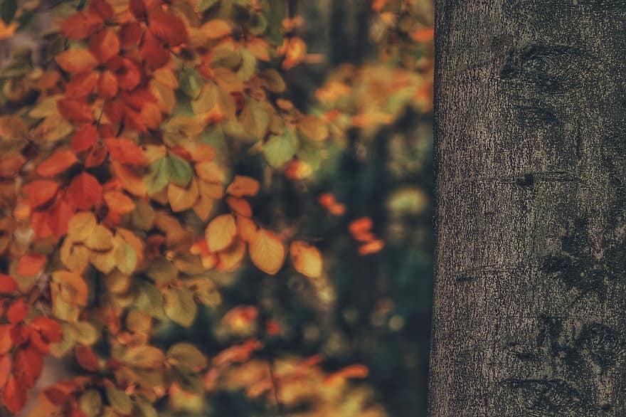 boom, romp, herfst, bladeren, gebladerte, logboek, herfstbladeren, herfst gebladerte, herfstkleuren, herfstseizoen, bladeren vallen