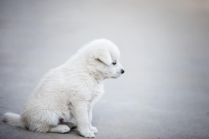 perro, perrito, mascota, animal, solitario, perro blanco, perro joven, Perro domestico, canino, mamífero