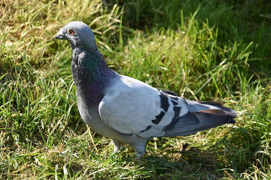 самонавідний голуб, голуб, птах, Columba Livia Domestica, тварина, пташиний, дикої природи