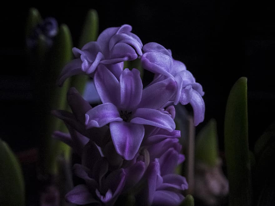 hyacint, bloem, knop, bloemblaadjes, de lente, tuin-, flora, detailopname, fabriek, Purper, bloemhoofd
