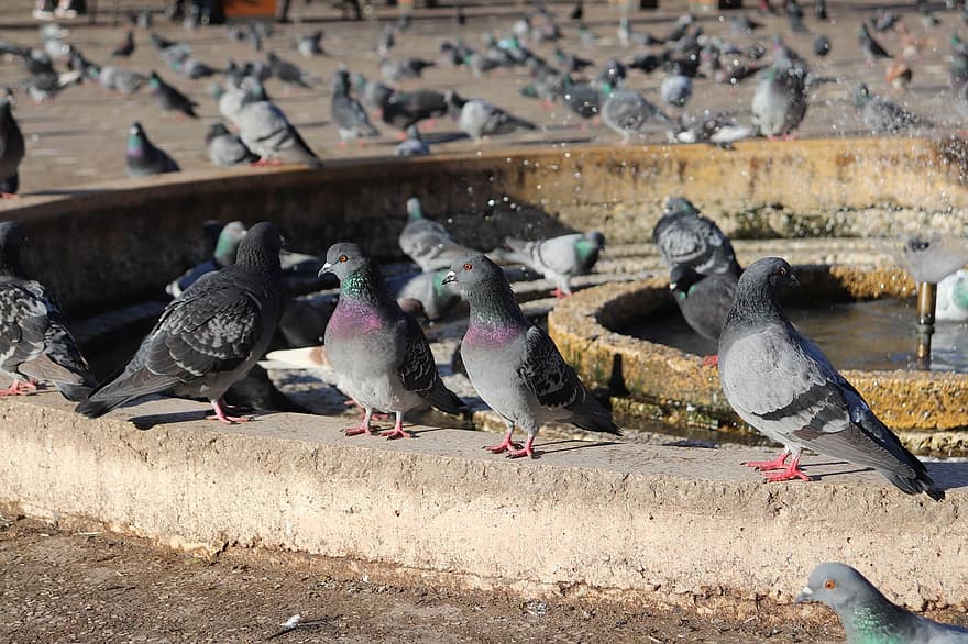 des oiseaux, les pigeons, alimentation, place de la victoire, touristes, timisoara, Roumanie